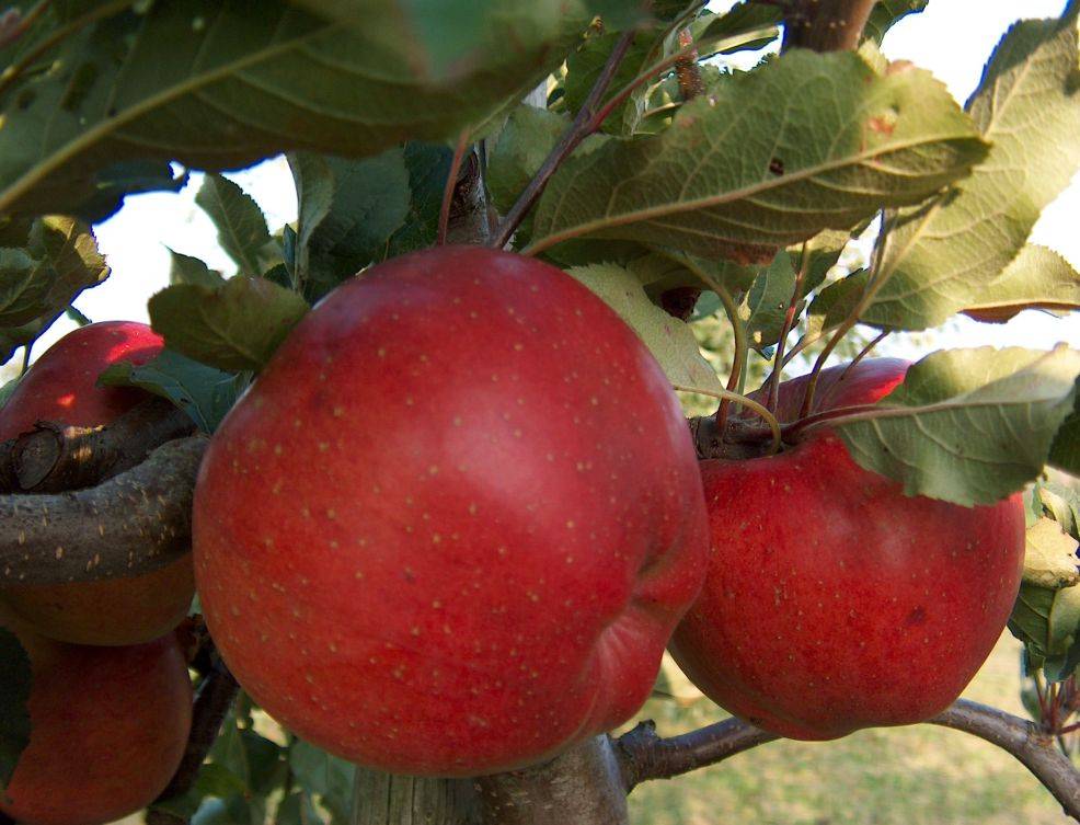 Полукарликовый сорт яблони Мелроуз