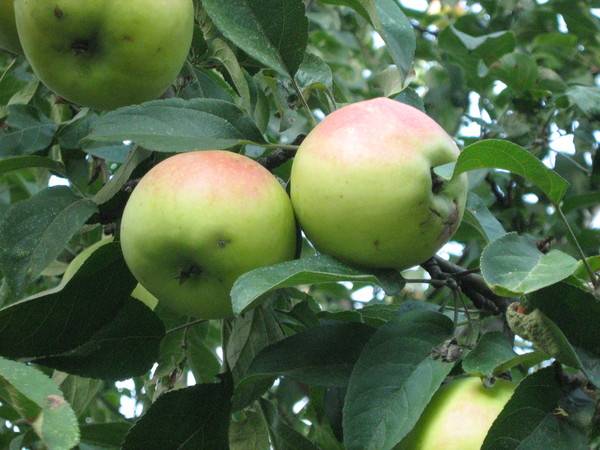 Раскидистая яблоня – сорт Зеленка сочная