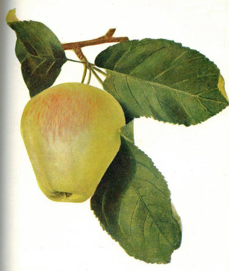 Сорт яблони Восковое