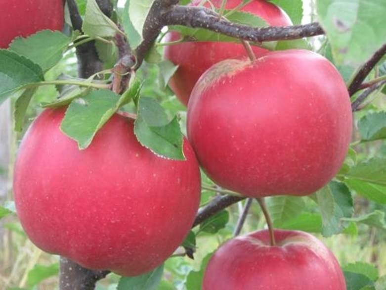 Сорт яблони среднего размера Лойко