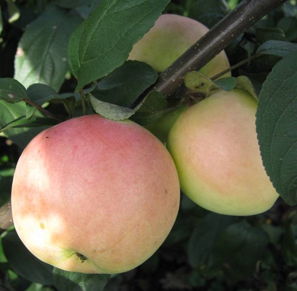 Среднезимостойкий сорт яблони Бархатное