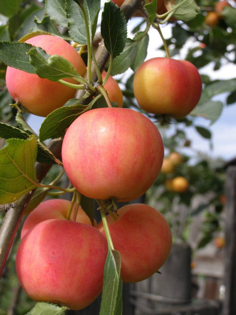 Среднезимостойкий сорт яблони Зоренька