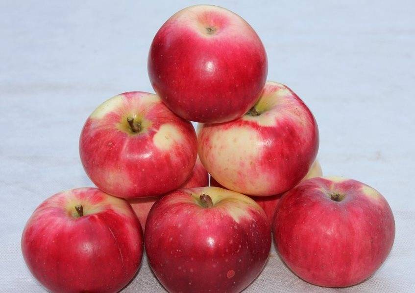 Среднеплодный сорт яблони Апорт Александр