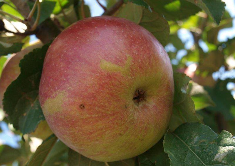 Среднеплодный сорт яблони Тамбовское