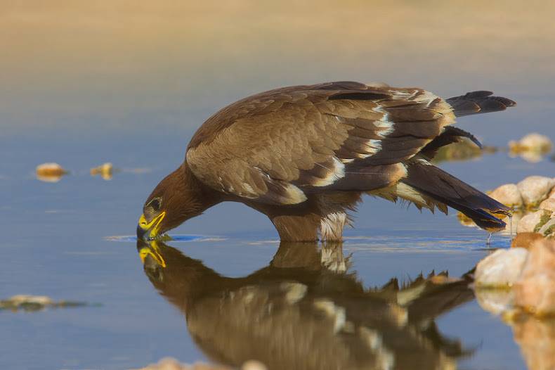 Степной орел Aquila nipalensis