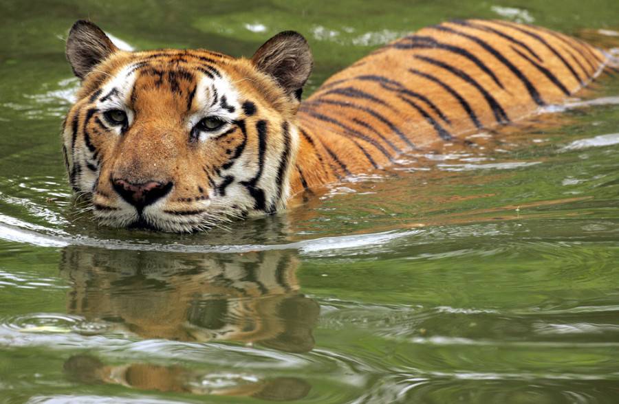 Фото тигр плывет