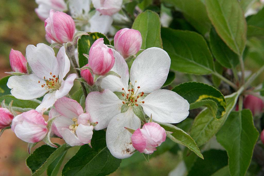 Фото цветов яблони