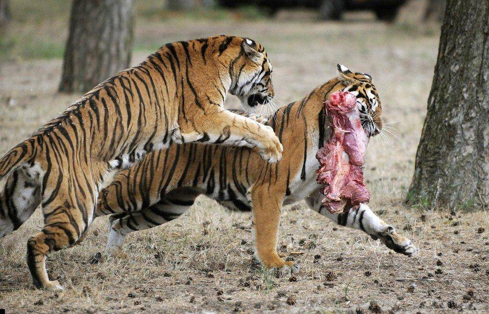 Конкуренция между хищниками. Тигр Раджастхана. Тигр с добычей.