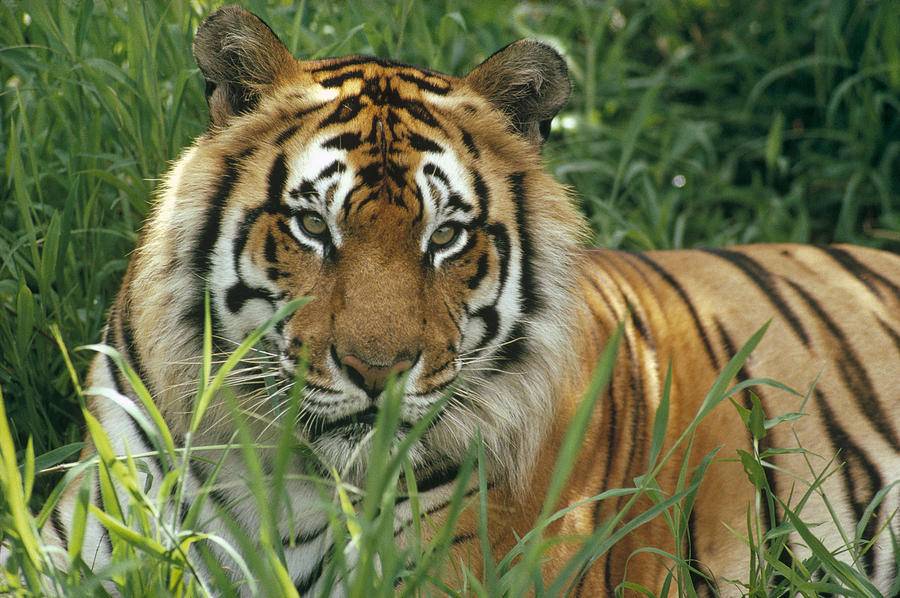 Бенгальский тигр Panthera tigris tigris