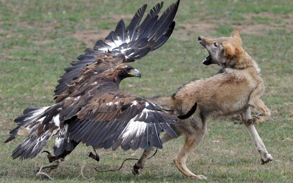 Большой орел нападает на собаку