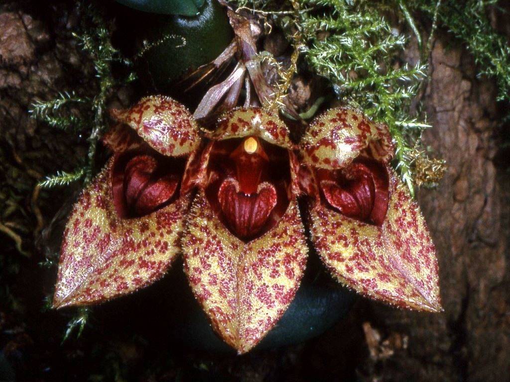 Бульбофиллюм фрости (лат. Bulbophyllum frostii)
