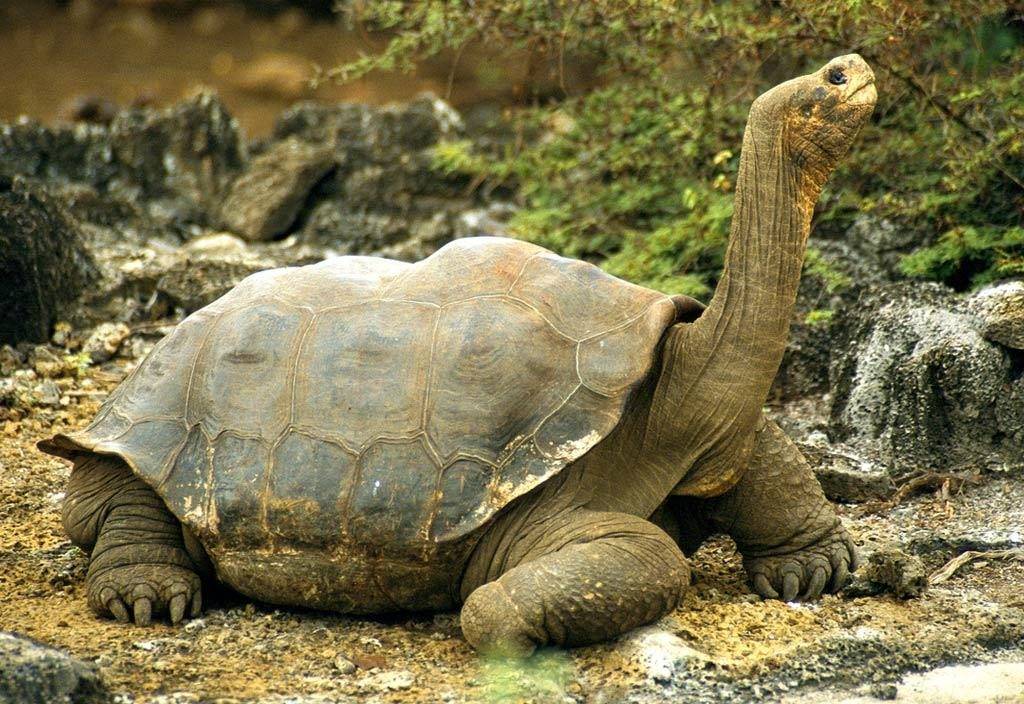Галапагосская (слоновая) черепаха Chelonoidis elephantopus