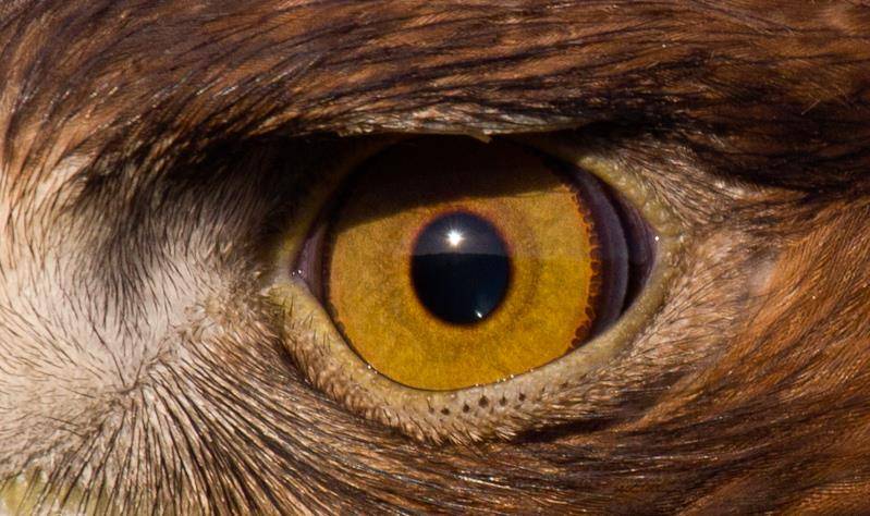 Глаз орла