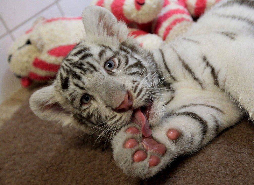 Детеныш белого бенгальского тигра