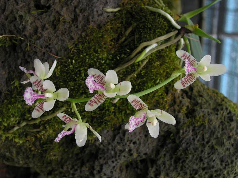 Дикая орхидея фото