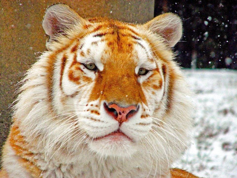 Золотой тигр фото