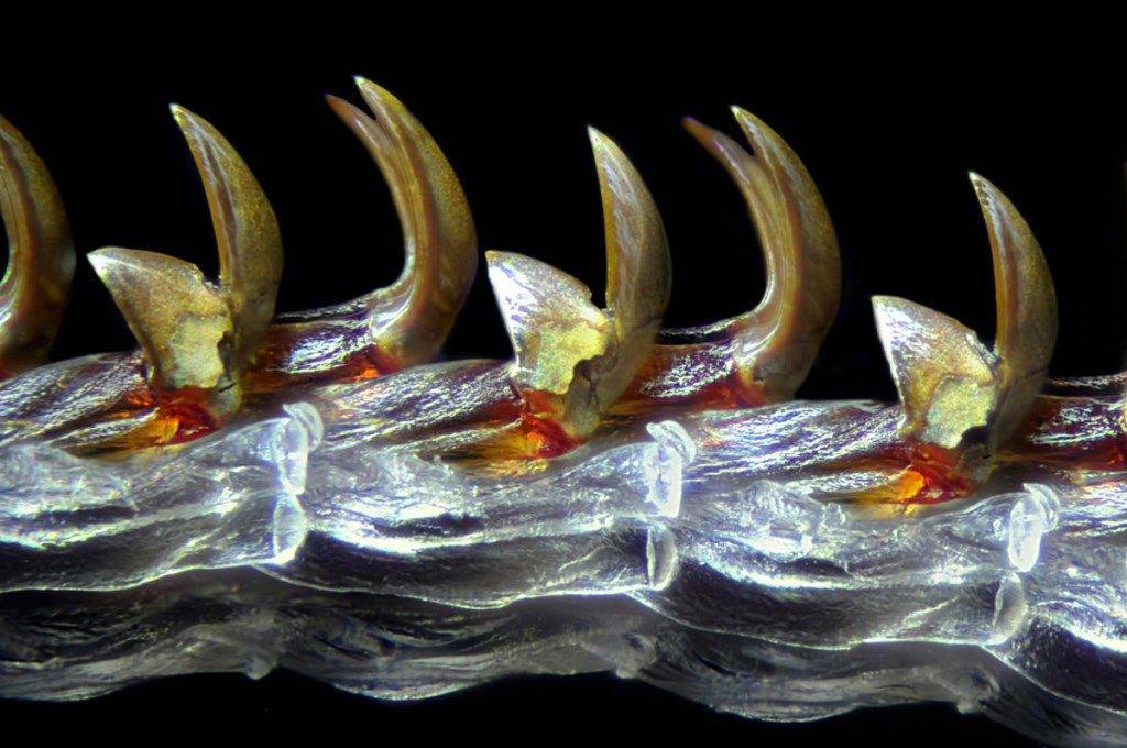 Зубы улитки (радула улитки) под микроскопом фото