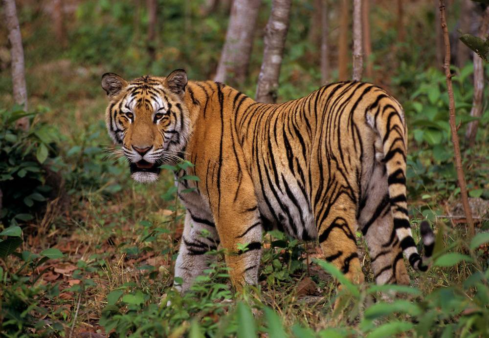 Индокитайский тигр Panthera tigris corbetti