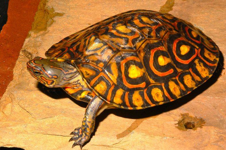 Как выглядит черепаха фото (Великолепная лесная - Rhinoclemmys pulcherrima manni)