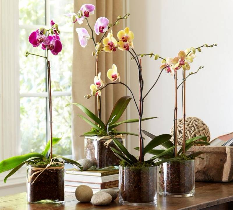 Красивые орхидеи фото
