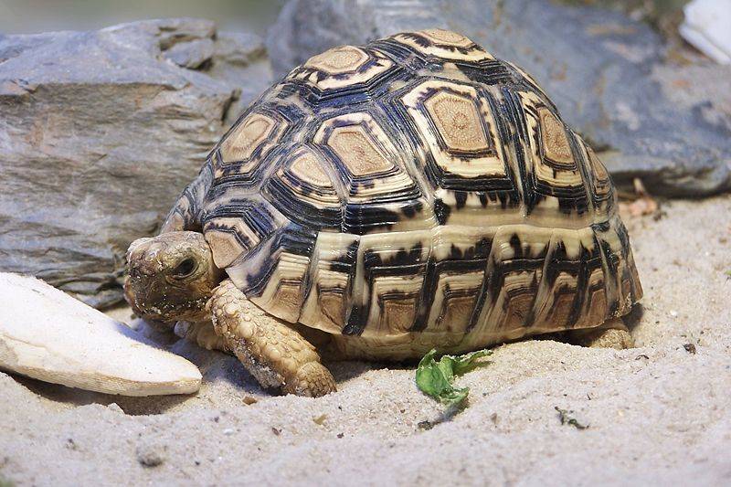 Леопардовая черепаха (пантеровая) Geochelone pardalis