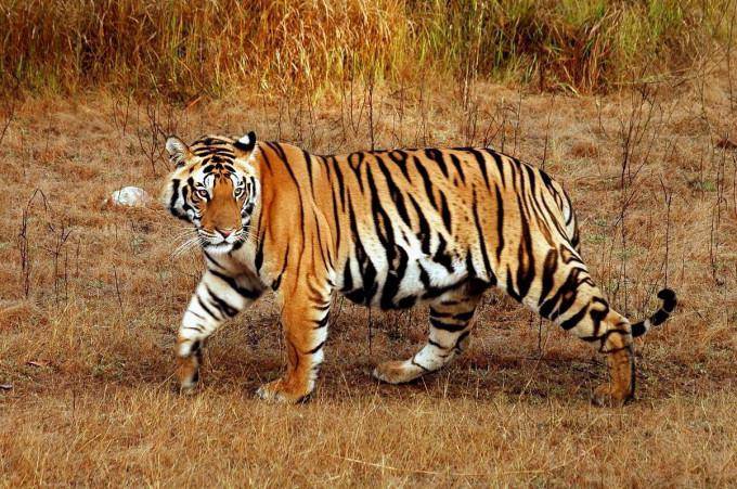 Малайский тигр Panthera tigris jacksoni