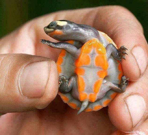 Маленькая черепаха фото
