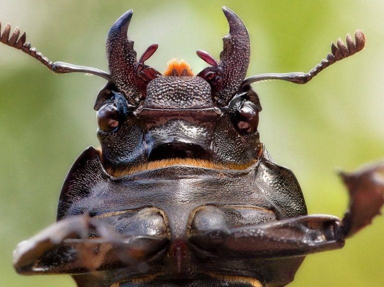 Как определить название жука по фото