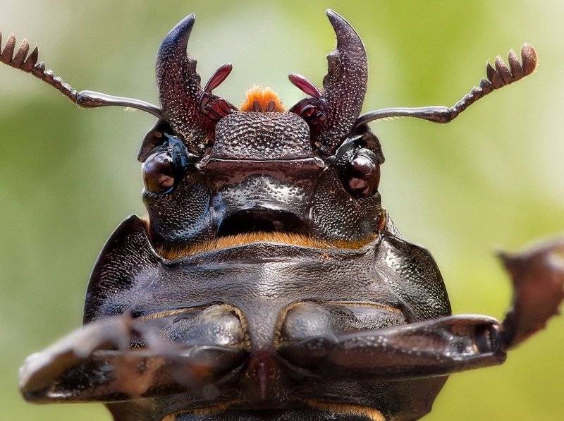 Мандибулы самки жука-оленя