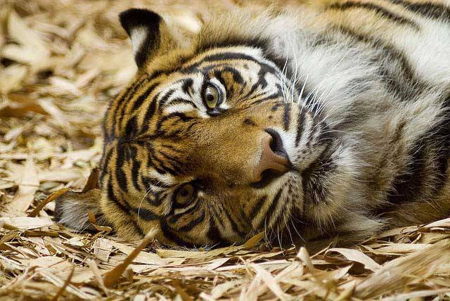 Морда тигра фото
