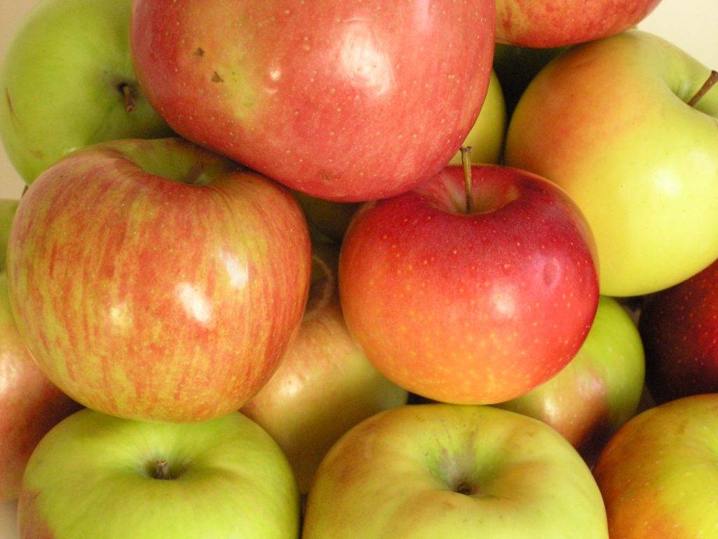 Низкозимостойкий сорт яблони Линда