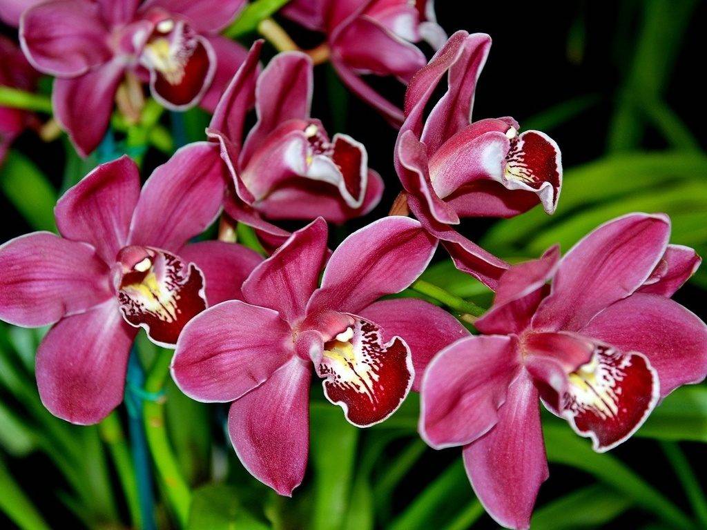 Орхидеи фото цветов