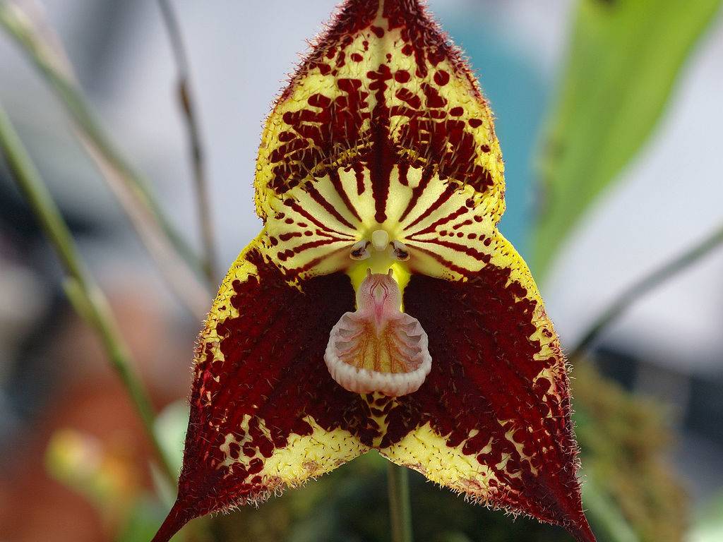 Орхидея Dracula robledorum