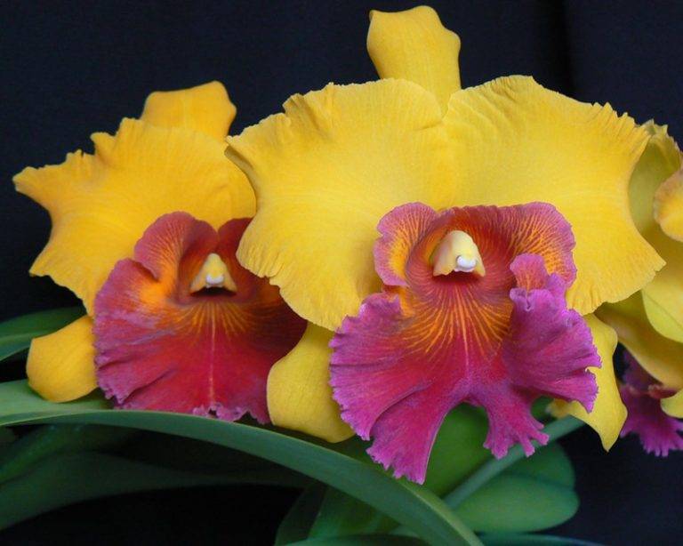 Каттлея орхидея фото цветов