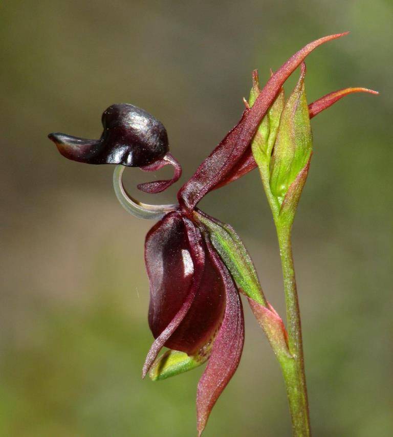 Орхидея Летящая уточка (лат. Caleana major)