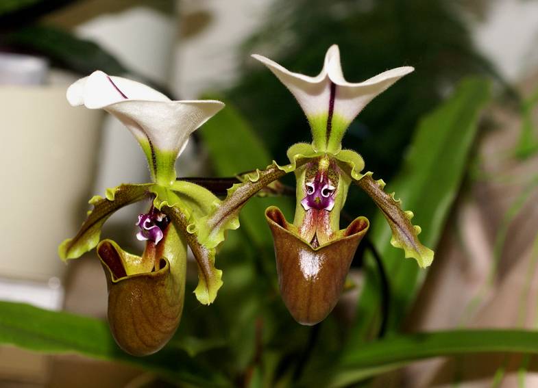 Орхидея башмачок фото
