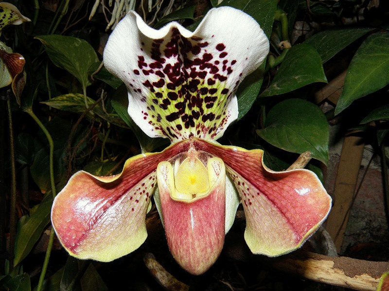 Орхидея башмачок