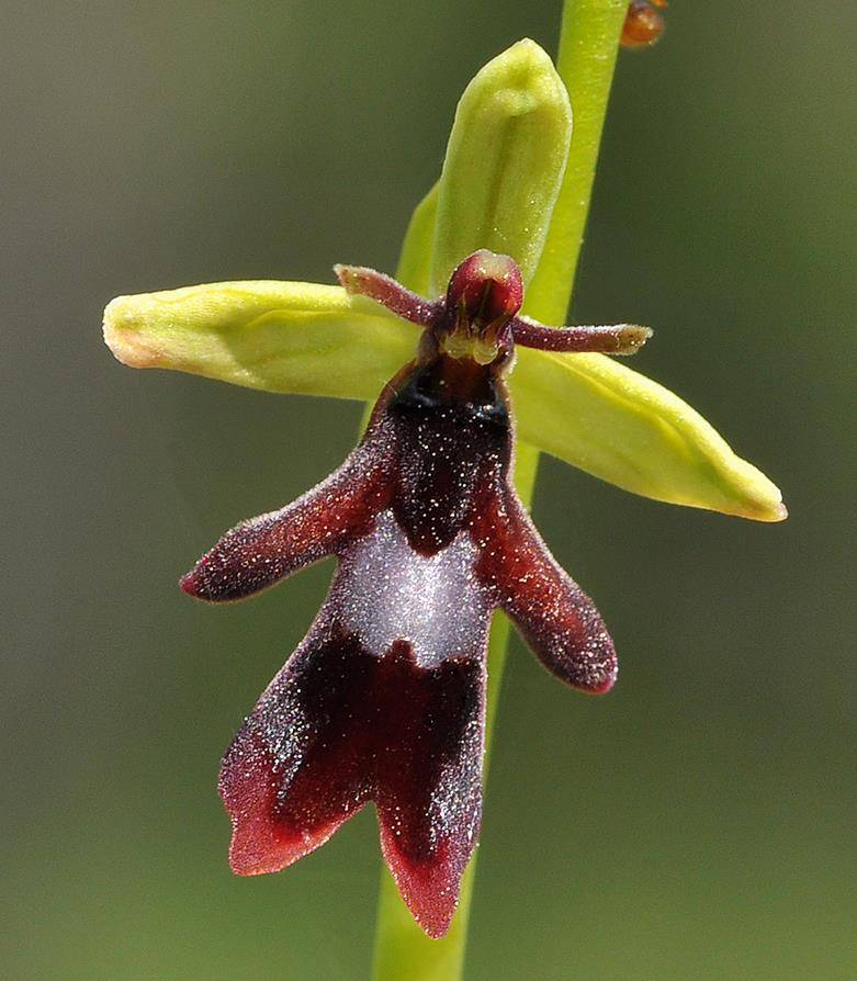 Орхидея офрис насекомоносная (Ophrys insectifera)