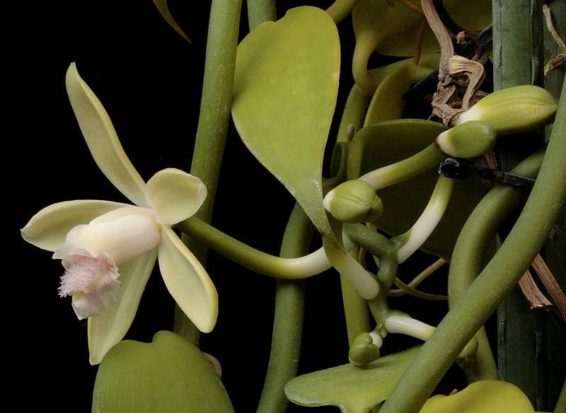 Орхидея подсемейства ванильные (лат. Vanilloideae)