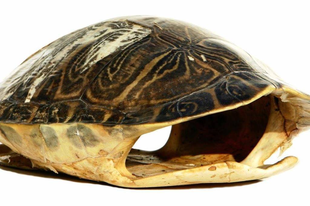 Панцирь черепахи – вид внутри