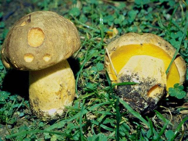 Полубелый гриб, желтожебрик Boletus impolitus