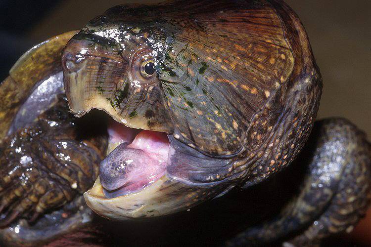 Рот черепахи фото
