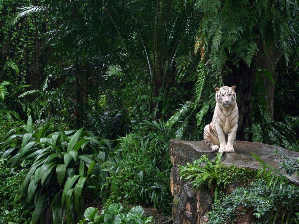 Тигр в джунглях