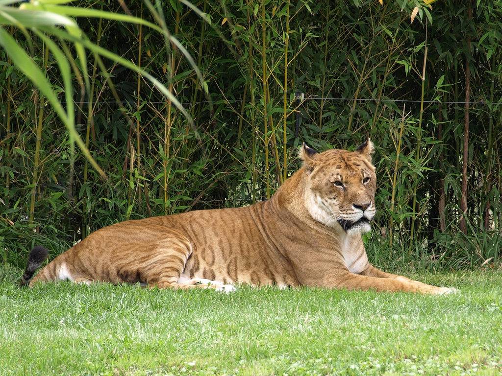 Тигролев (тигон) фото (гибрид тигра и львицы)