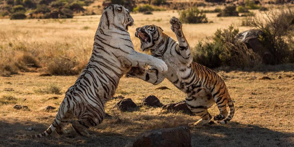 Тигры дерутся фото