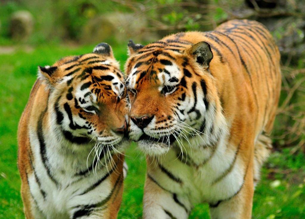 Тигры самка и самец