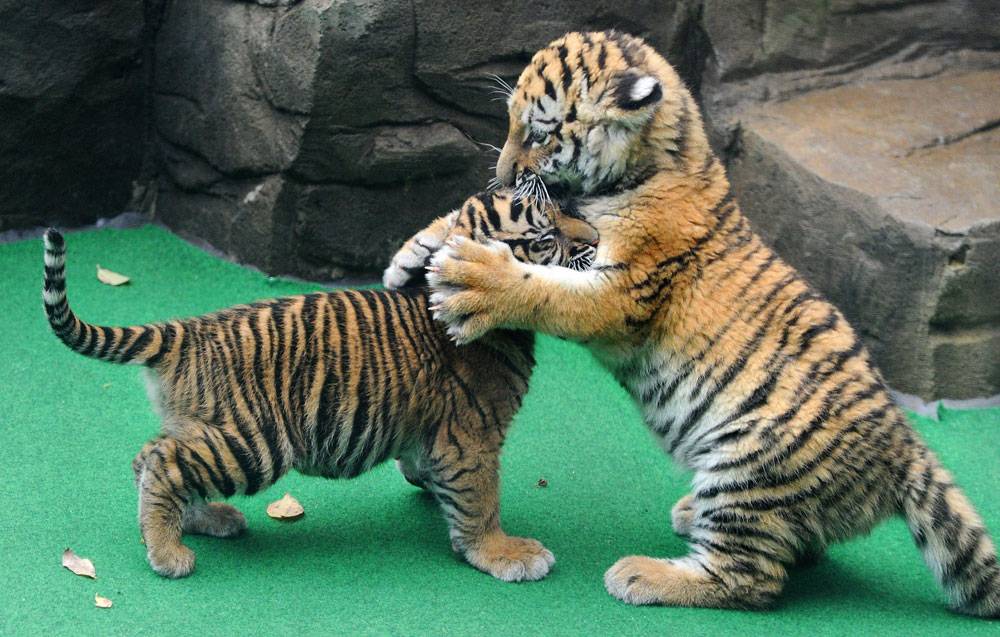 Тигрята играют