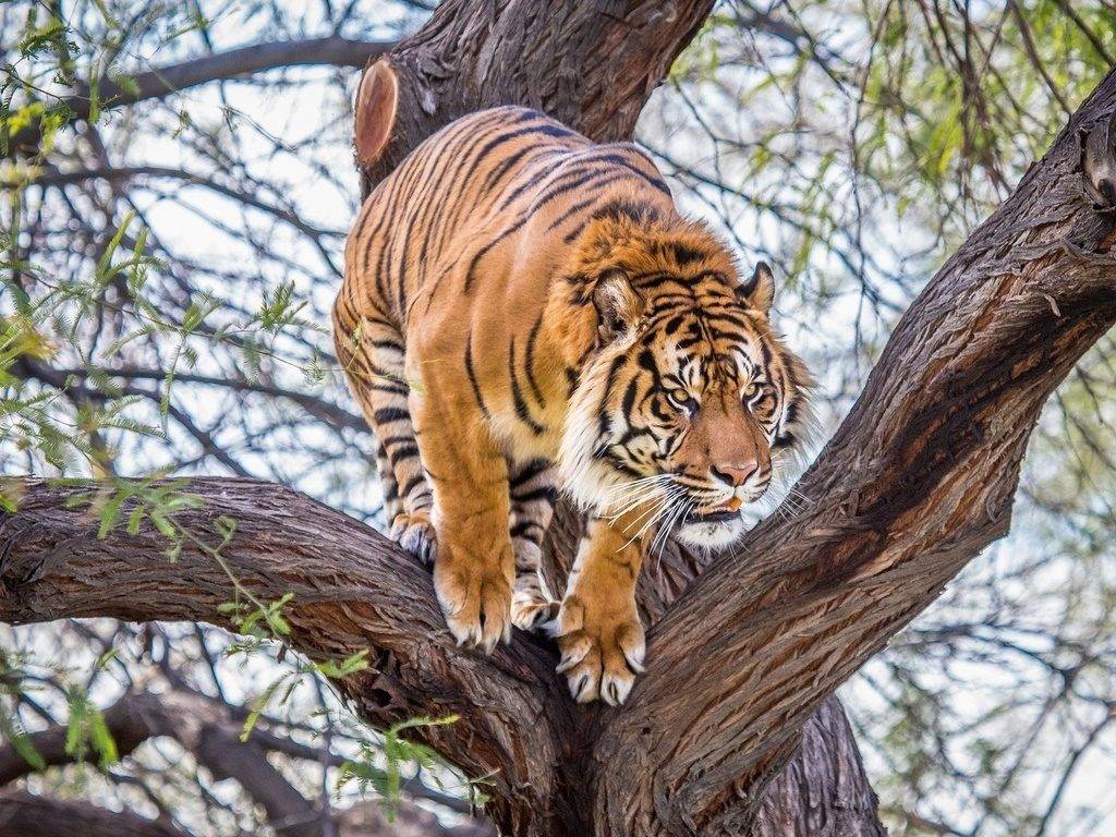 Фото тигра на дереве