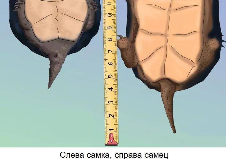 Хвост самца и самки черепах