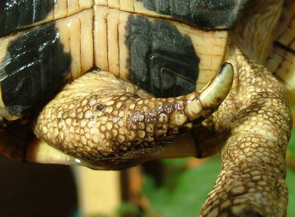 Хвост черепахи